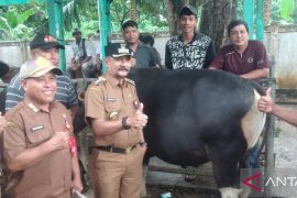 Disnakeswan Tanah Laut dukung peningkatan ternak sapi