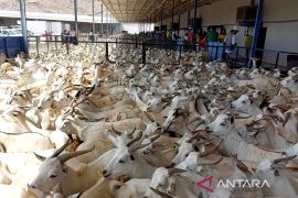 Kemenag terbitkan juknis pembayaran dam haji, mulai dari 580 riyal