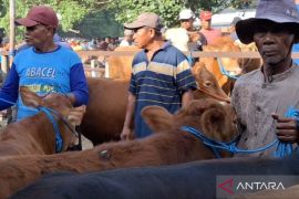 Pemkab Ngawi perketat pengawasan kesehatan hewan kurban