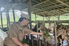 Kalsel kemarin, stok hewan kurban cukup hingga peserta didik program paket bantu peningkatan IPM