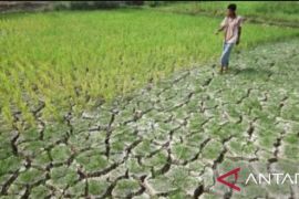 Ribuan hektare sawah di Subang alami kekeringan