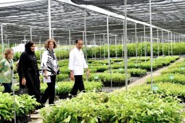 Kepala lembaga-duta besar terkesan dengan keanekaragaman bibit di persemaian Mentawir