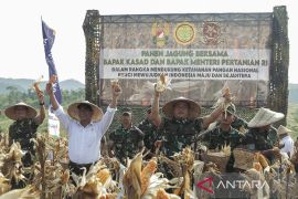 Panen jagung dan singkong di Sukabumi