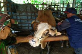 Disnakan Magetan pastikan kesehatan hewan ternak