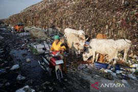 Sapi memakan sampah di TPA Putri Cempo