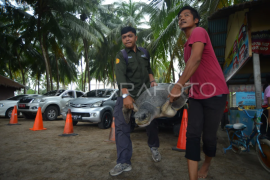 Evakuasi penyu tersesat ke pemukiman di Padang Page 1 Small