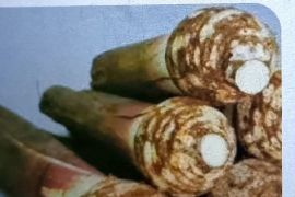 DP3AKB: Dapur sehat Biak olah pangan lokal bergizi cegah stunting