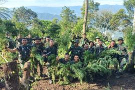Latihan mengasah kemampuan prajurit di Bukit Tor Sihite, Yonif 123/RJW temukan ladang ganja