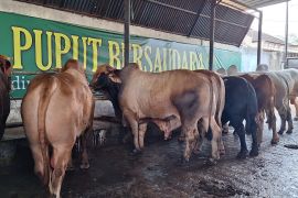 Penjualan hewan kurban sapi di Depok diperkirakan menurun