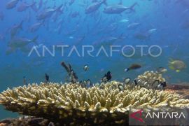 Penjaga Laut buka donasi untuk transplantasi terumbu karang di Maluku