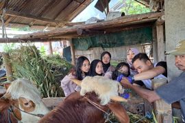 Dispertan Banyuwangi periksa kesehatan hewan kurban menjelang Idul Adha