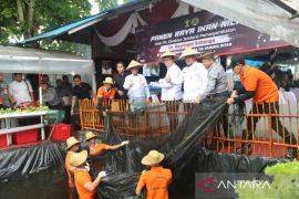 Warga binaan Lapas Karang Intan panen ikan nila