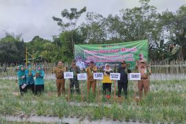 Petani Desa Sei Anyar kembangkan bibit bawang merah Bima Brebes