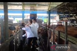 Banjarmasin periksa kesehatan ratusan sapi kurban