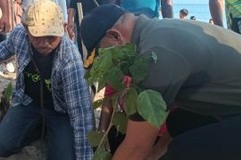 BRIN gandeng swasta kembangkan tanaman malapari perkuat ketahanan energi nasional