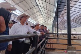 Mentan: Peternakan inti-plasma bisa tingkatkan produksi daging