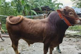 Pemprov Sulteng telah seleksi sapi kurban bantuan Presiden untuk warga