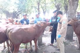 Disnakan Situbondo turunkan 17 petugas periksa kesehatan hewan kurban