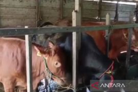 Kalsel tingkatkan kewaspadaan hewan kurban bawa penyakit menular&nbsp;
