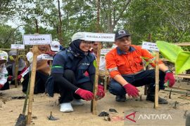 Mubadala Energy bersama DLH Kotabaru tanam 10.000 mangrove