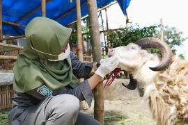 Pemkab Lumajang jamin ketersediaan hewan kurban untuk Idul Adha