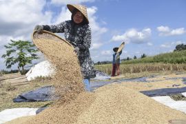 Harga gabah di daerah ini tembus Rp7.500 per kilogram