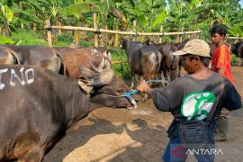 Pelanggan daging Perumda Dharma Jaya disarankan bawa kemasan ramah lingkungan