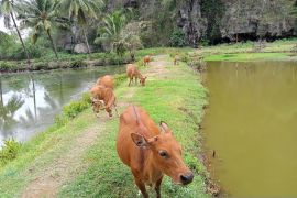 Disnakeswan Sulsel mengestimasi kebutuhan hewan kurban capai 46.963 ekor