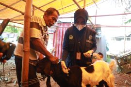 Kota Madiun pastikan tak ada hewan kurban terpapar PMK dan LSD