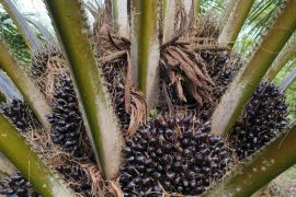 Harga buah sawit di Kalbar rata-rata capai Rp2.524,66/Kg