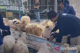 Petugas di Karawang temukan penyakit kudis dan orf saat periksa hewan kurban