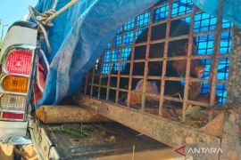BKSDA evakuasi beruang terkena jerat di Mukomuko