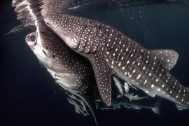 Teluk Cenderawasih salah satu area penting hiu di Indonesia