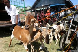 Smartqurban, beramal makin praktis bersama BSI di momen Idul Adha