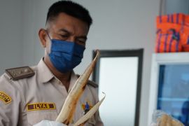 Karantina Jambi temukan gelembung ikan tanpa dokumen senilai Rp15 juta di kargo bandara