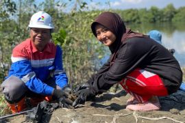 Pertamina Sumbagut tanam  mangrove peringati Hari Lingkungan Hidup
