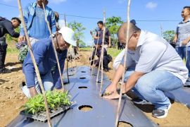 Kapuspotdirga TNI AU salurkan bibit cabai ke petani Belitung