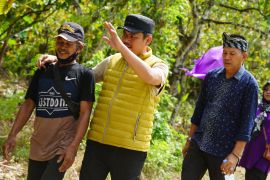 Pemkab berupaya angkat kembali kejayaan kakao di Koltim