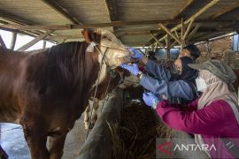 Pemeriksaan hewan kurban di Indramayu