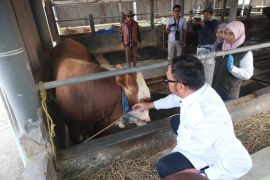 Bupati Garut pastikan hewan kurban yang dijual sehat