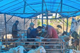 Pemkab Bojonegoro cek kesehatan hewan kurban