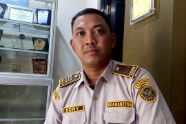 Balai Karantina Papua Barat Daya perkuat pengawasan lalu lintas hewan