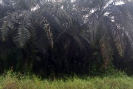 Harga tandan buah segara sawit Riau naik Rp36,91 persen