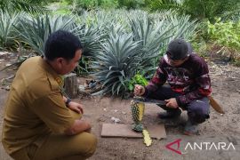 Pemdes Bikang budidaya nanas di lahan perkebunan sawit