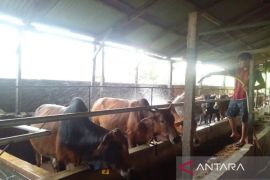 Baznas Sumut optimalkan pengumpulan hewan kurban jelang Idul Adha 2024