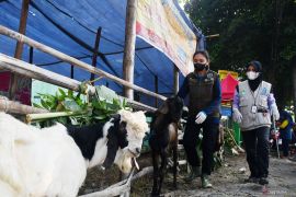 Pemeriksaan antemortem hewan kurban di Madiun