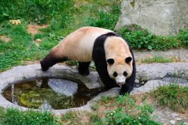 Pulang dari Korsel, panda raksasa Fu Bao sapa publik di China