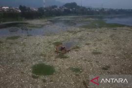 Lautan sampah DAS Citarum Batujajar karena sedimentasi