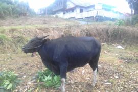 Harga sapi jelang Idul Adha di Ternate bervariatif