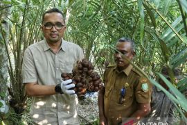 Panen Salak Sabang, Wali kota sebut lahan pertanian di Pulau Weh menjanjikan